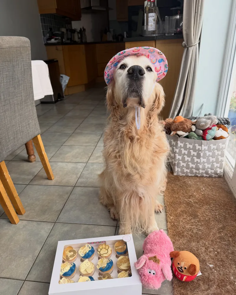 Barnaby the golden retriever in a party hat on his 13th birthday, with pupcakes and his pink pig toy