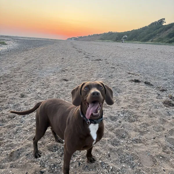 A chocolate dog on the beach at sunset
