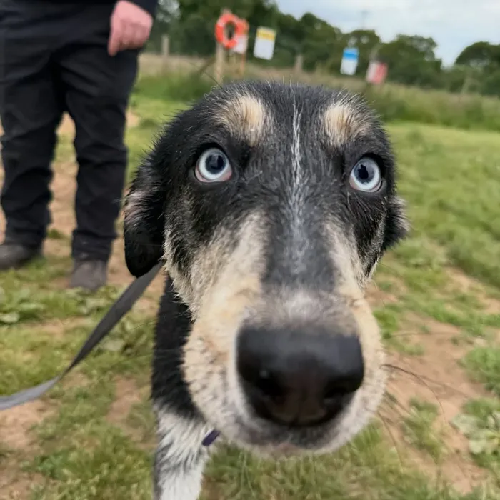 A collie cross with blue eyes looking up at the camera