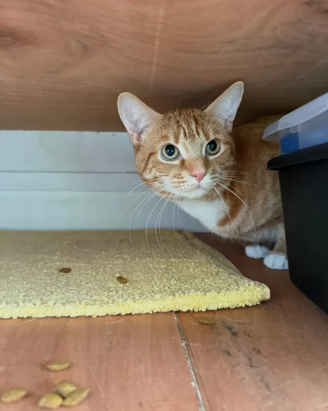 A ginger tabby cat peeking out from under a shelf