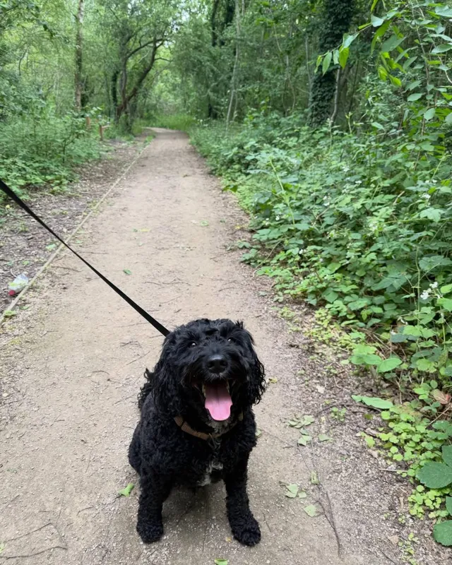 A black cockapoo on a lead on a leafy woodland path